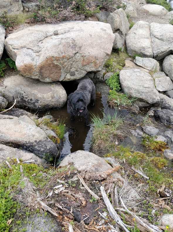 Starší ze dvou psů, Tully